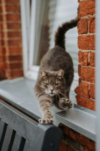 Traukinių namai - tai unikali vieta poilsiui Švenčionėliuose.